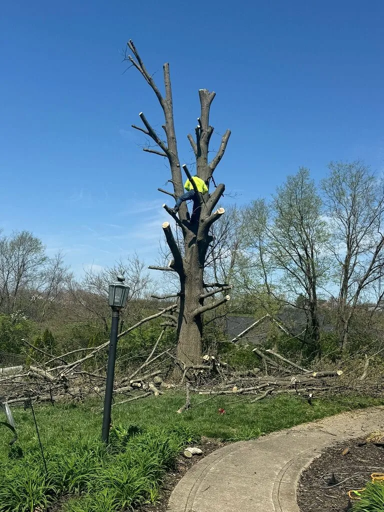 Best Tree Removal and Trimming