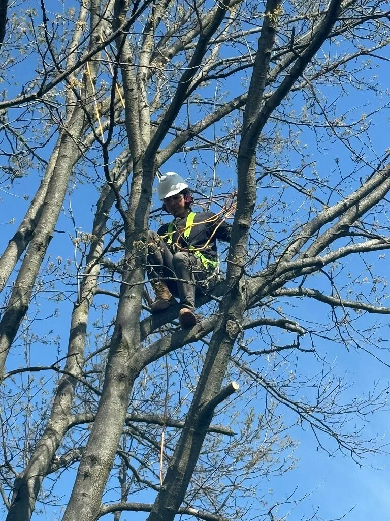 Professional Tree Cutting West Chester OH