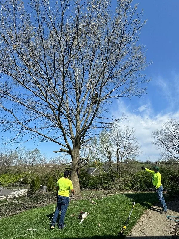 Tree Branch Trimming Butler County OH