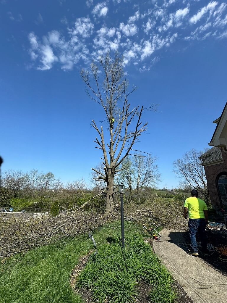 Tree Removal and Disposal in Beckett Ridge